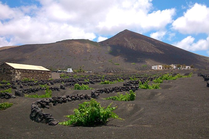 Vineyards of La Geria hiking tour - Stop 1 at Bodegas Rubicón: where the Malvasia story starts