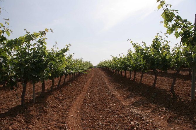 Visit and wine tasting with sausage and BODEGA PIRINEOS cheese - Price and Value: Why $24.14 Feels Fair Here