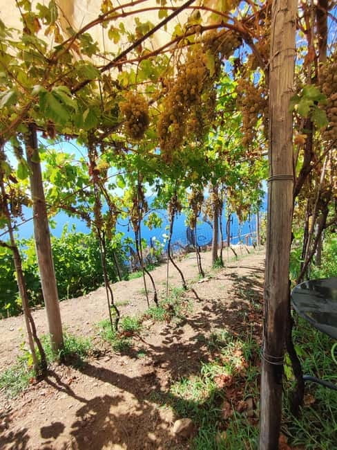 Volastra: BarCa Wine Tasting in Cinque Terre and Pesto Class - Getting to Volastra: Bus vs. Car, and Why It Matters