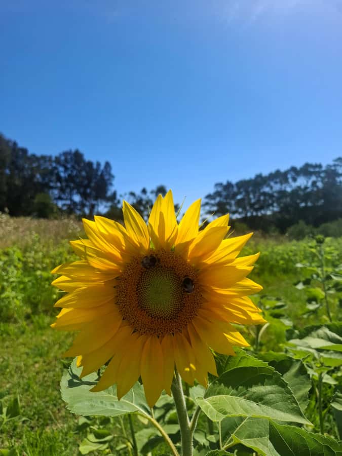 Waiheke Island: Sip and Savor 3 Vineyards Tour with Lunch - Key highlights worth getting excited about