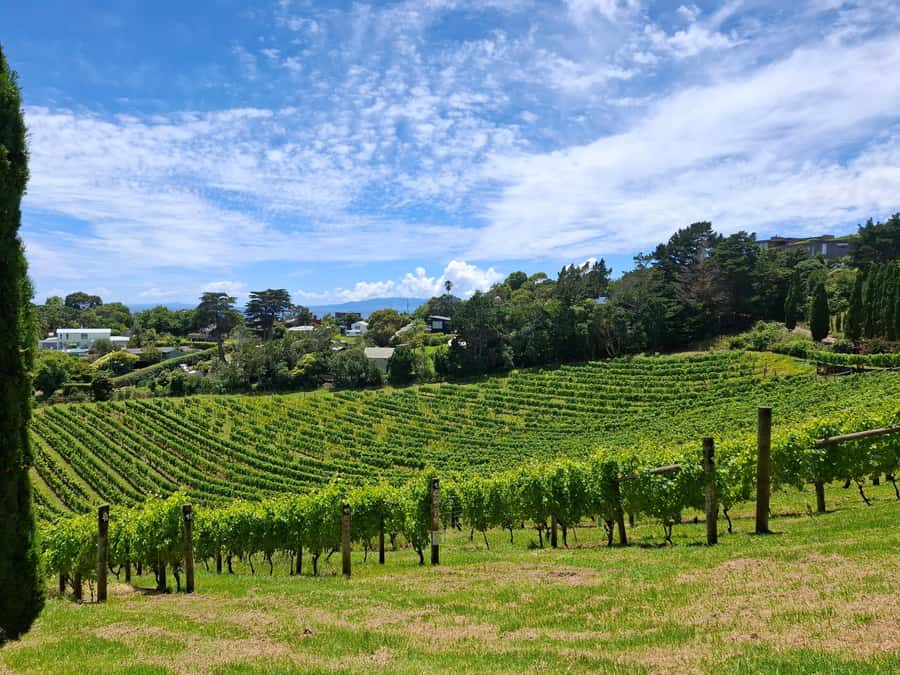 Waiheke Island: Sip and Savor 3 Vineyards Tour with Lunch - Third vineyard tasting: finishing strong, not rushed