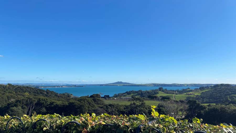 Waiheke Island: The Essence of Waiheke Wine Tour - Quick Hits Worth Planning For