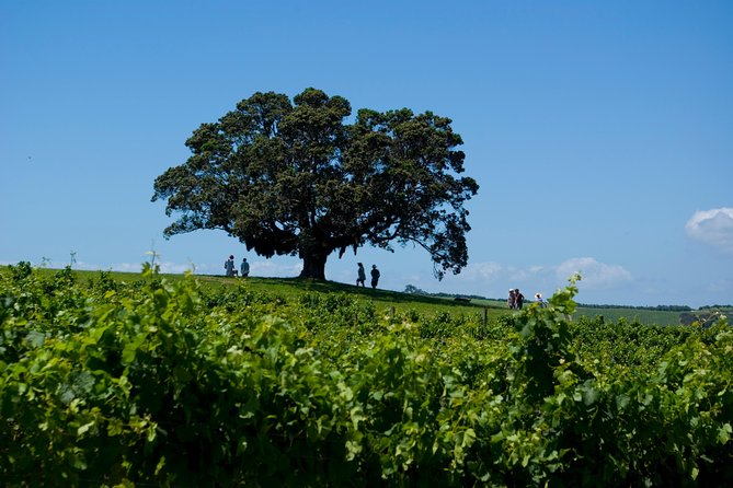 Waiheke island Wine Tours - PREMIUM wine tasting MAX 11 clients ! - The Scenic Drive With Photo Stops and Commentary