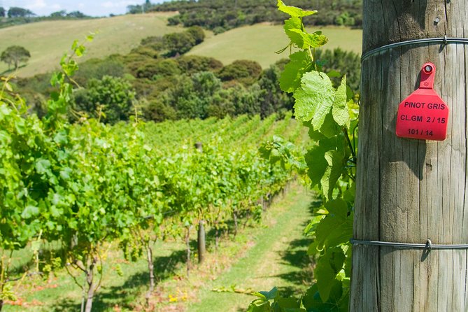 Waiheke island Wine Tours - PREMIUM wine tasting MAX 11 clients ! - Small Group Comfort: The Difference Between 8 and 11