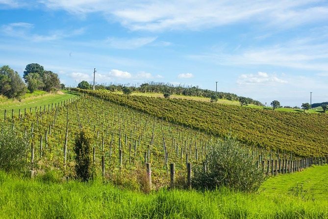Waiheke island wine tours with Waitiki Tours - The Road Reality: Comfort, Time, and When the Day Can Feel Tight