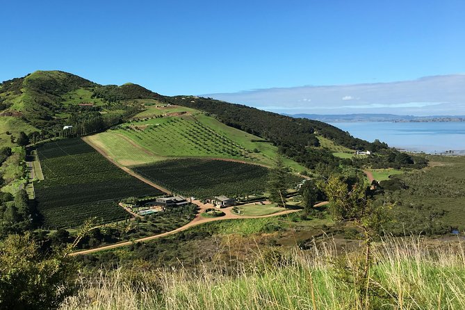 Waiheke Wine and Dine - Batch Winery - Should you book this Waiheke Wine and Dine day?