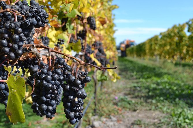 Waipara Wine Tour from Christchurch - including Lunch & Tastings - Stop 1: Waipara area tasting (and what makes the first stop matter)