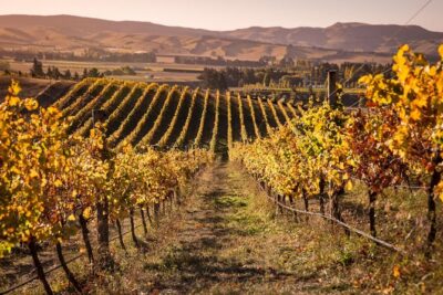 Waipara Wine Tour from Christchurch - including Lunch & Tastings - Waipara winery tastings: what you’ll actually do with the time