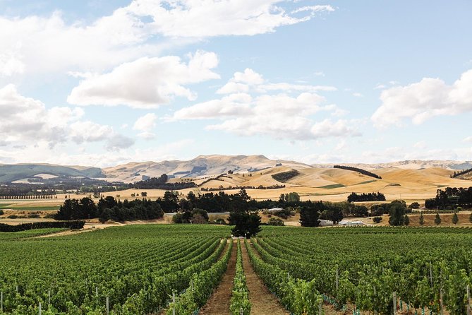 Waipara Wine Tour from Christchurch - including Lunch & Tastings - Torlesse Wines: whites with names you’ll recognize