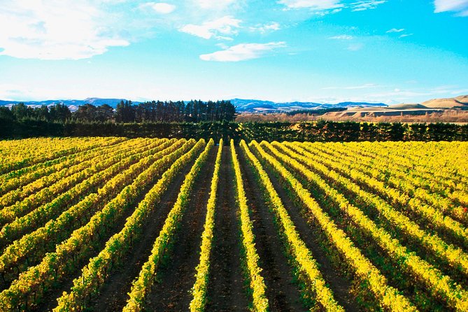 Waipara Wine Tour from Christchurch - including Lunch & Tastings - Lunch at the first winery: more important than it sounds