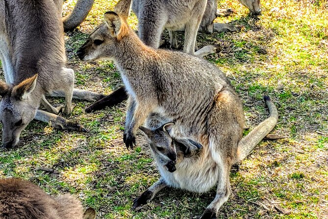 Wildlife, Waterfalls and Wine Day Tour from Sydney - Morton National Park waterfall time (Fitzroy Falls is the type of target)