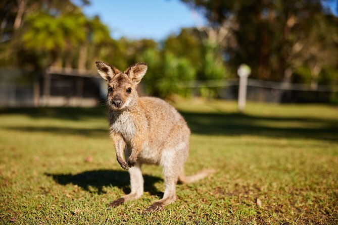 Wildlife, Waterfalls and Wine Day Tour from Sydney - The seaside lunch break: eat well, then decide if you want to cool off