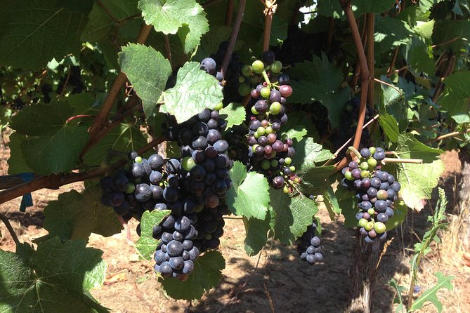Willamette Valley Wine Tasting Tour from Portland - The scenic ride to Newberg and the Willamette Valley