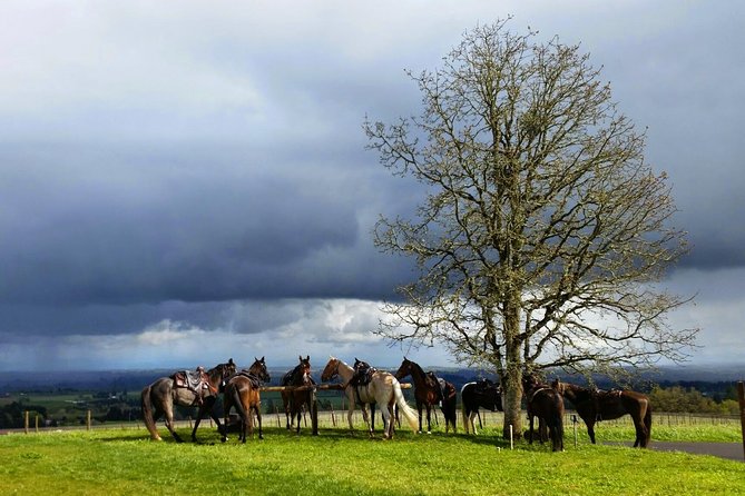 Willamette Valley Wine Tour from Portland - Driving through the towns between Portland and wine country
