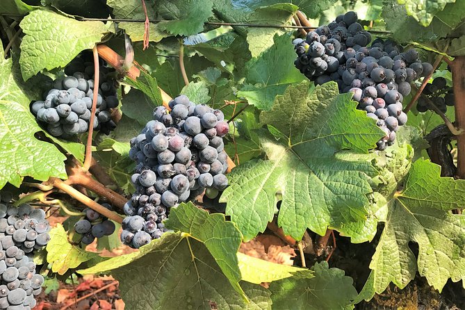 Willamette Valley Wine Tour from Portland - Alcohol, tasting pace, and how to keep the day fun