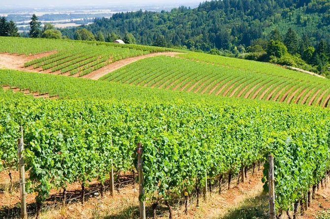 Willamette Valley Wine Tour with Lunch - Key things to know before you go