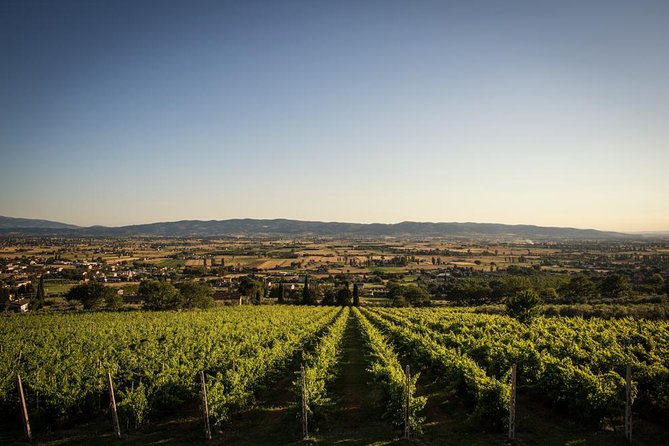 Wine and Cheeses - TILI 21 Cantina Bio: wine tasting with real Umbria views