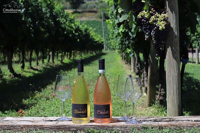 Wine and Food Tasting in the Vineyards in Lazise - A vineyard walk and a winemaking explanation you can use