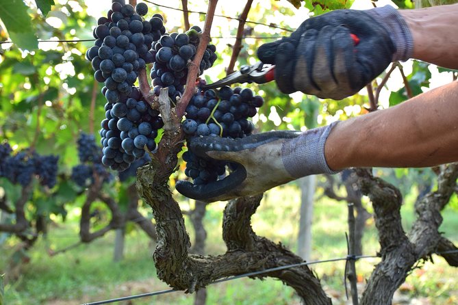 Wine Experience - Key things to know before you go