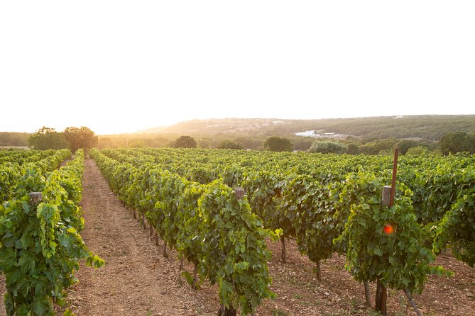 Wine Experience: vineyard, wines and food - Quick hits before you go