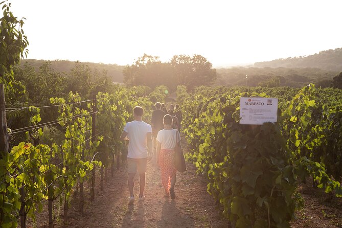 Wine Experience: vineyard, wines and food - Who This Fits Best (and Who Might Want a Different Plan)