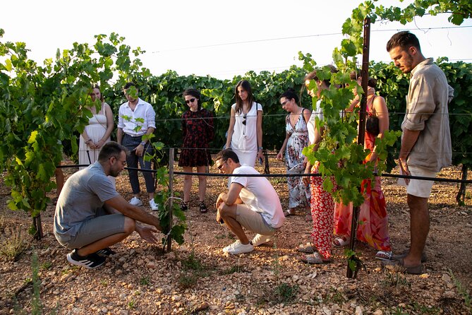 Wine Experience: vineyard, wines and food - Should You Book This Vineyard Tasting at Vigna il Castagno?
