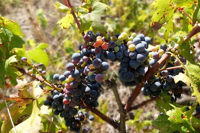 Wine Lover's Tour of Peljesac Peninsula - Winery stop 2 and stop 3: tours, tastings, food, and different styles