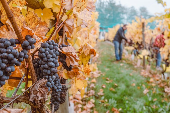 Wine Lovers - Revel in a Countryside Lunch with tasty wines! - Ciudad Vieja: Old Town Views That Add Context