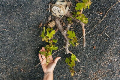 Wine Lovers: Wine Tasting Tour at El Grifo Bodega Lanzarote - Touring the Bodega Grounds: What You Actually Walk Away With