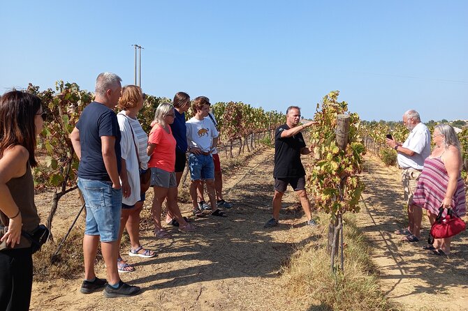 Wine Lovers: Winery Tour w/ Tasting & Tapas (Albufeira/Vilamoura) - Key highlights you’ll actually feel