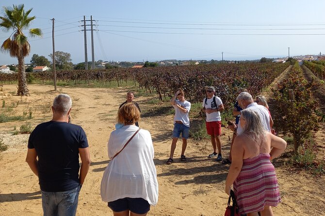 Wine Lovers: Winery Tour w/ Tasting & Tapas (Albufeira/Vilamoura) - Entering the Vineyard: what the 2-hour winery stop really delivers