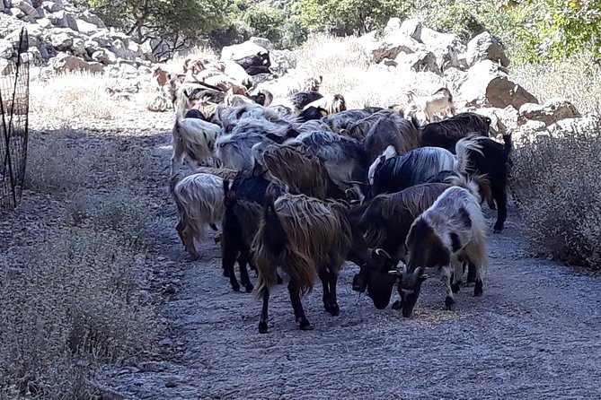 Wine & Olive Oil Tour with Lunch at Milia Mountain Retreat - Price and value at about $181.48: what you’re really paying for