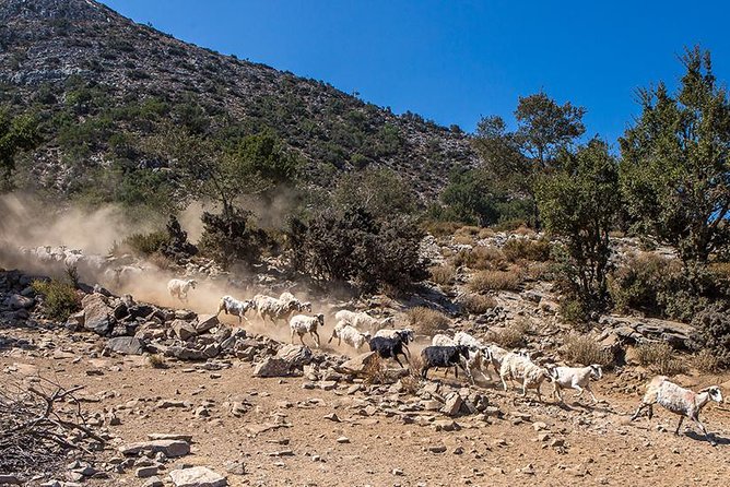 Wine & Olive Oil Tour with lunch at the White Mountains - The ride itself: 4WD with A/C into places buses can’t reach
