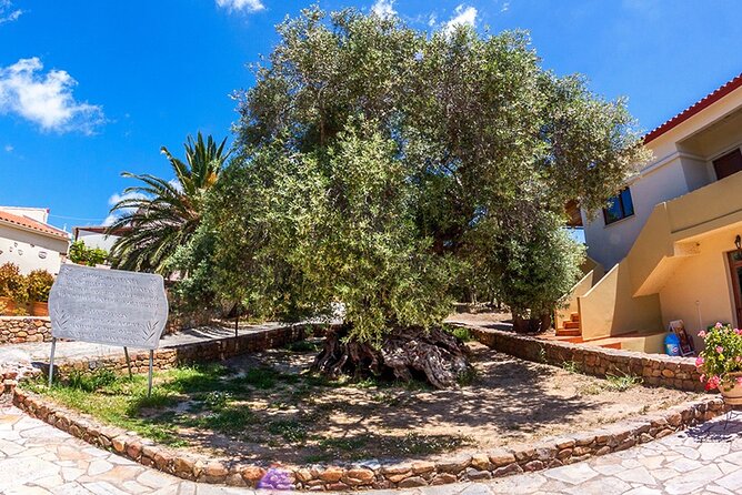 Wine & Olive Oil Tour with lunch at the White Mountains - Omalos Plateau: 1,000m views and the Samaria National Park entrance