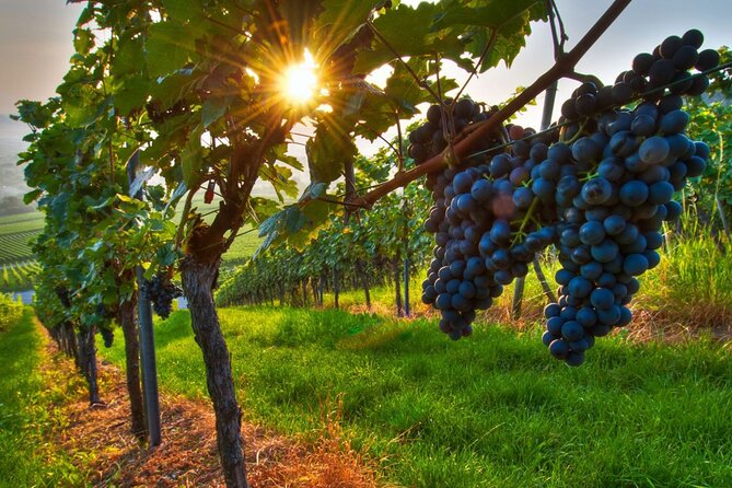 Wine Tasting in Frascati from Rome - Why Frascati Is a Great Break from Rome