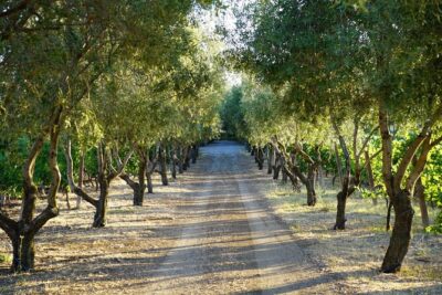 Wine Tasting in Frascati from Rome - Getting Picked Up: Comfort, Timing, and Less Headache