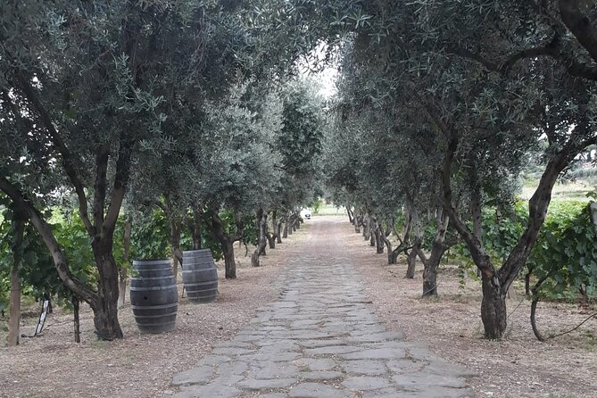 Wine Tasting in Frascati from Rome - Who This Tour Fits Best (and Who Might Not)