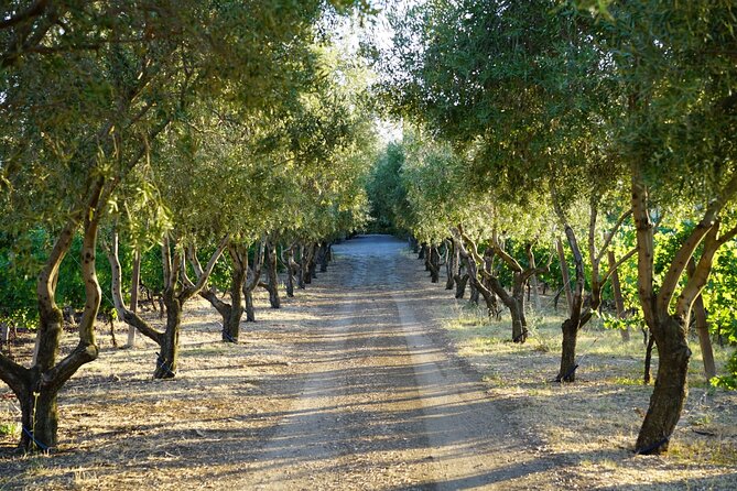 Wine Tasting in Frascati from Rome - Getting Picked Up: Comfort, Timing, and Less Headache