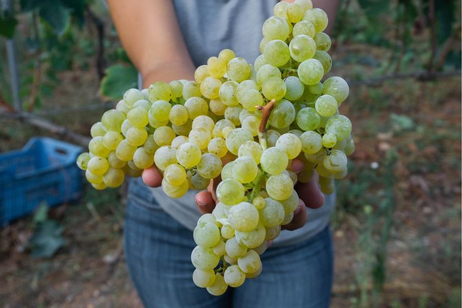 Wine tasting in Vieste - Tenuta Padre Pio: a Gargano wine stop that stays human-scale
