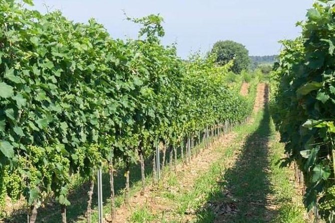 Wine tasting in Vieste - The verdict: should you book Tenuta Padre Pio wine tasting?