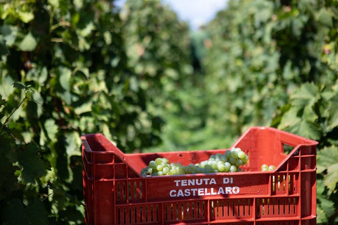 Wine tasting THE CLASSICS - Who This Wine Tasting Fits Best