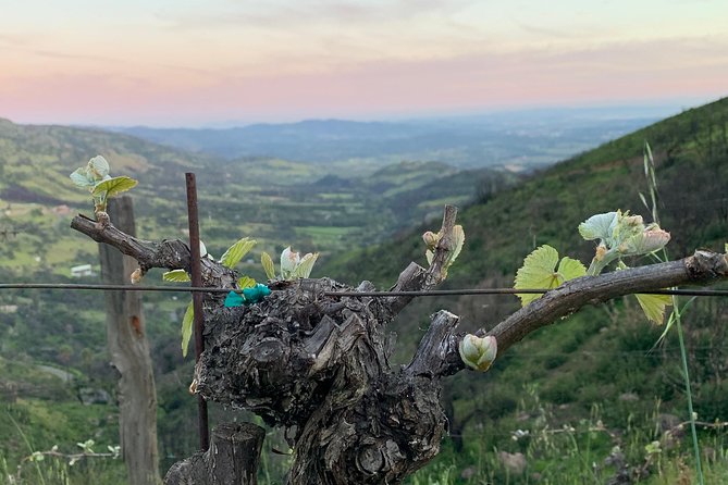Wine Tour Pros - Wine Tour and Transportation: SUV Up To 6 Guests - What You’re Really Paying For: The $899 Private SUV Value