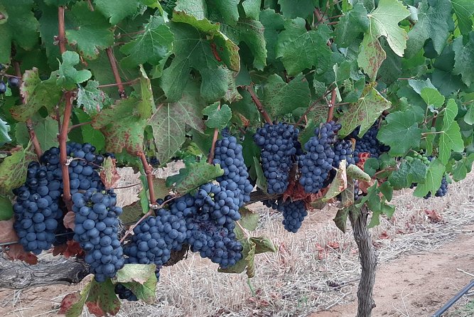 Wine Tour to Stellenbosch & Franschhoek with Tastings & Lunch - Price and value: does $101.80 make sense for this route?