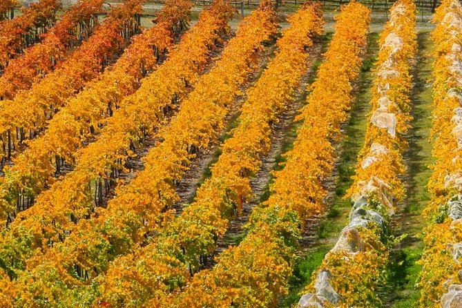 Wine Tour with Wine Tasting from Wanaka - The 1:00 pm start: timing that respects Wanaka evenings