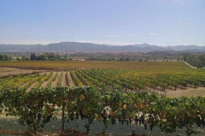 wine tours and driver service through valle de guadalupe, Ensenada B.C. Mexico - Wine country runs best when you drive less