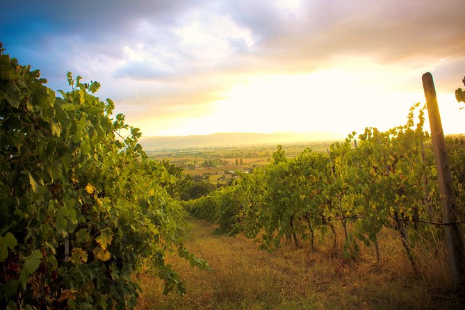 Winemaker for a Day: Tour an Organic Winery - Quick hits from the Tili Vini experience