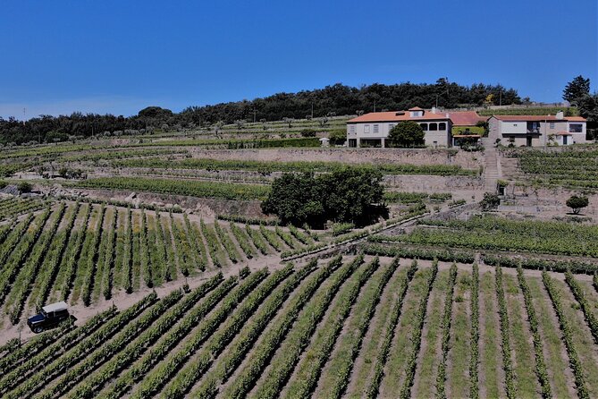 Winery Tour and Wine Tasting Quinta da Portela de Baixo in Lamego - How the pairing works: bôla, olive oil tastings, cheese, and jam