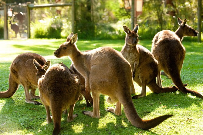 Yarra Valley Wildlife & Wine Day Tour with Healesville Sanctuary - Key takeaways before you go