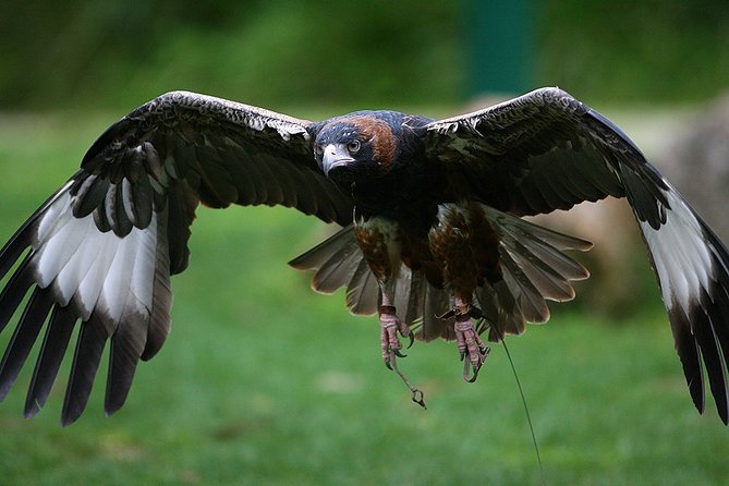 Yarra Valley Wildlife & Wine Day Tour with Healesville Sanctuary - Guides, group size, and getting around comfortably