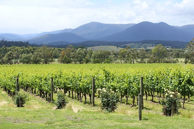 Yarra Valley Wine Day Tour - Stop 4: Medhurst Vineyard to close the day with table wine elegance